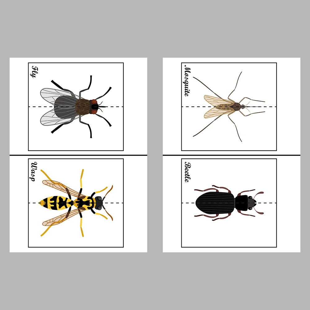 Learn and Match Insects Activity Book