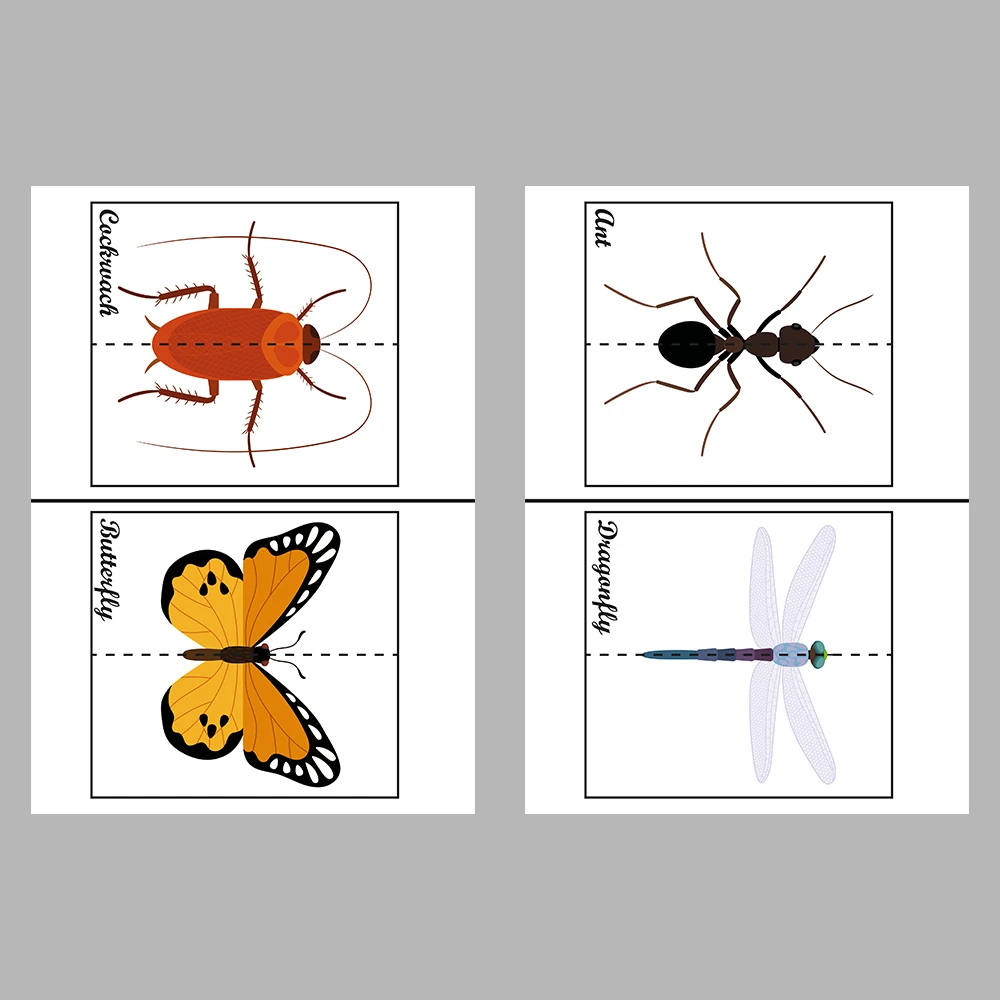 Learn and Match Insects Activity Book