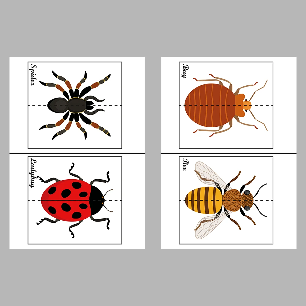Learn and Match Insects Activity Book
