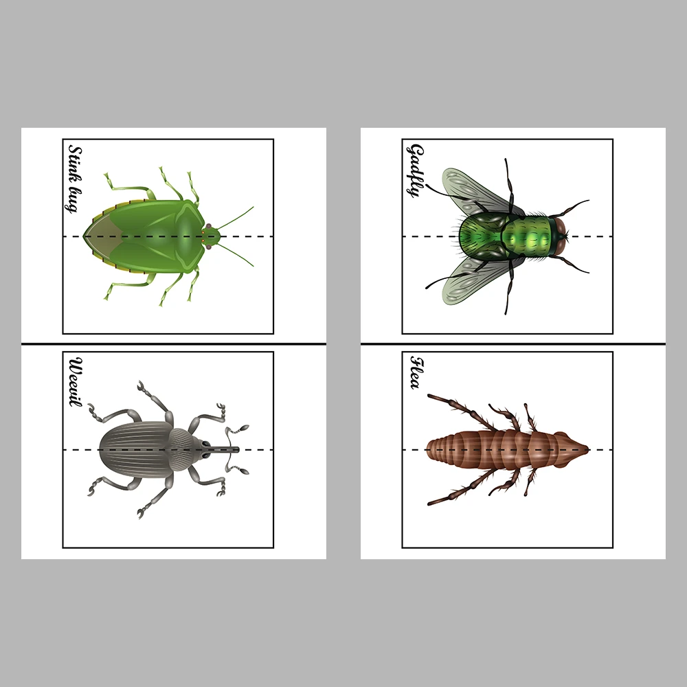 Learn and Match Insects Activity Book