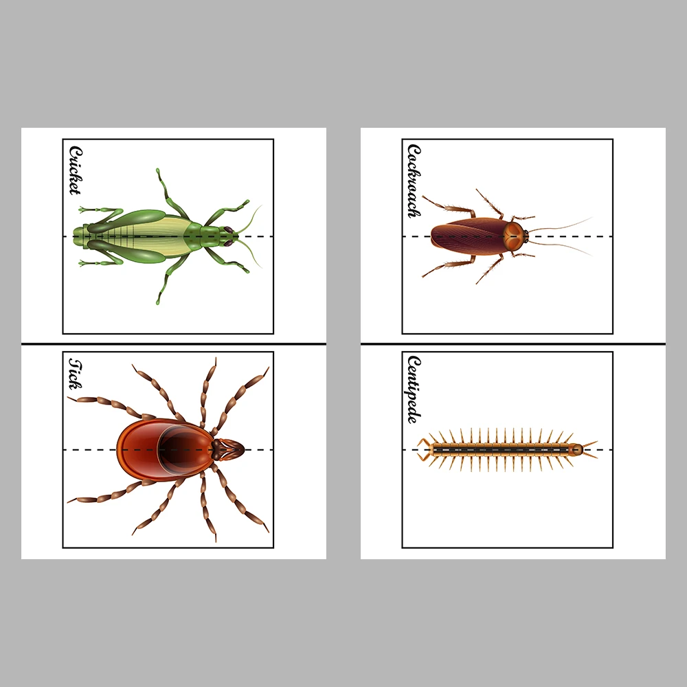 Learn and Match Insects Activity Book