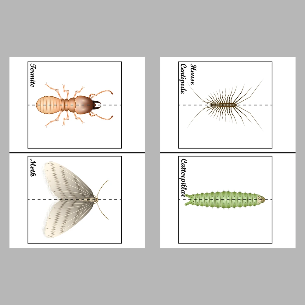 Learn and Match Insects Activity Book