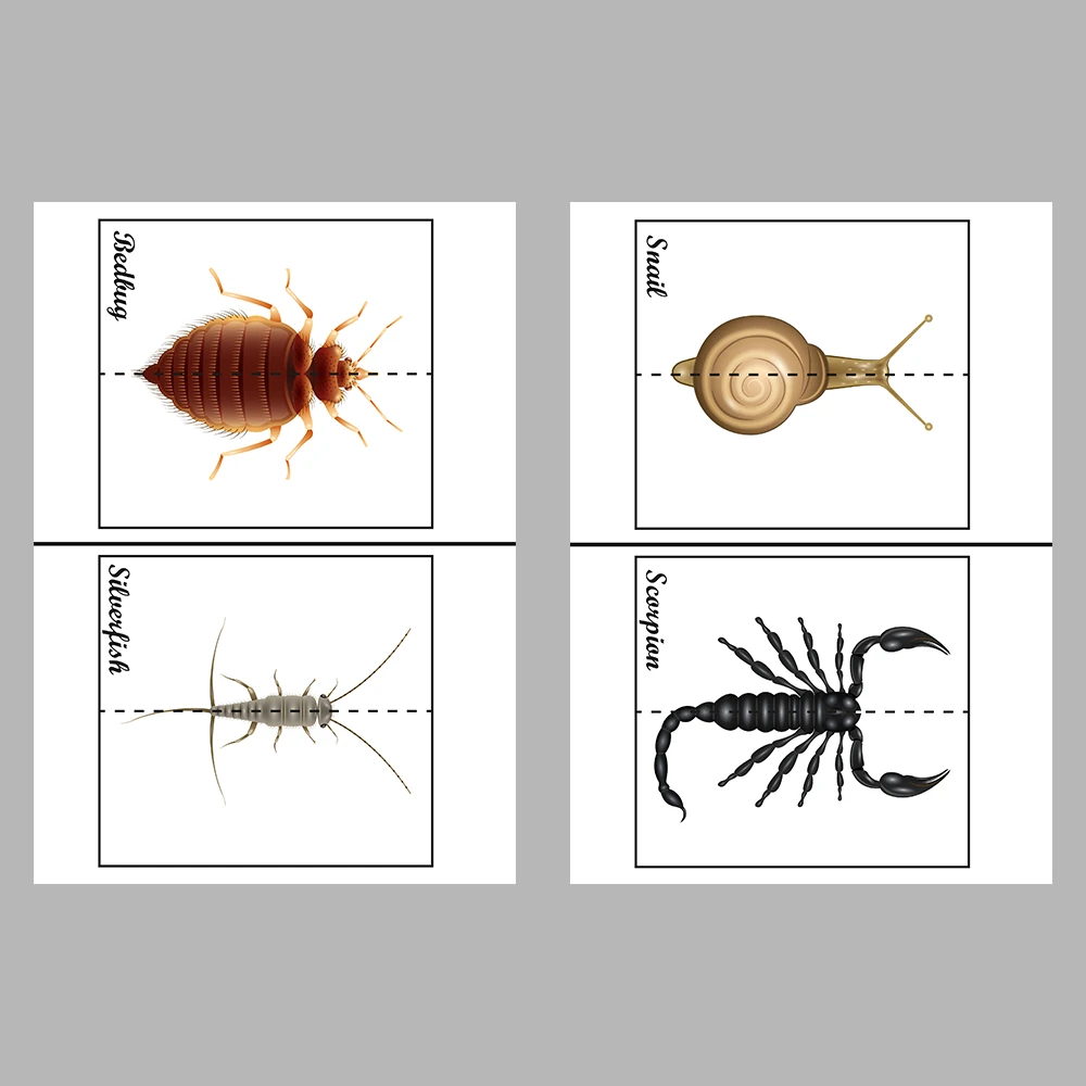Learn and Match Insects Activity Book