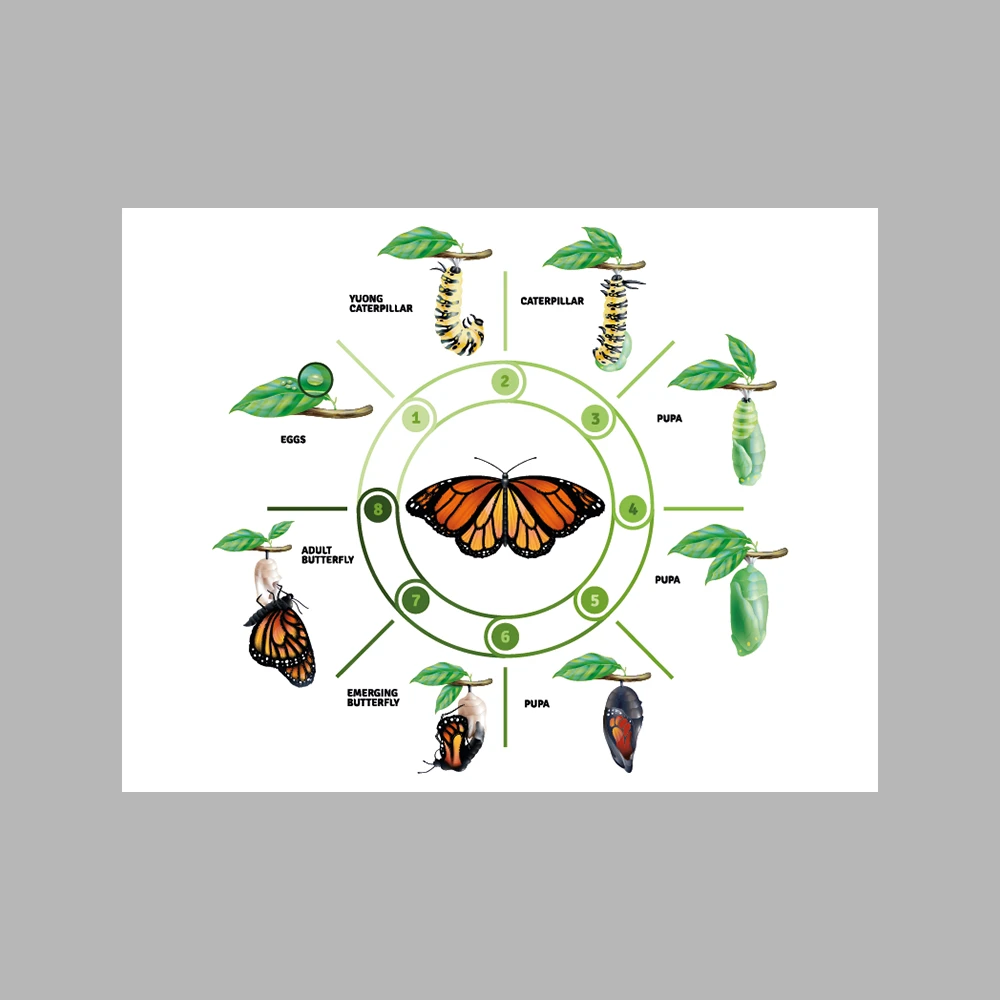 Butterfly Life Cycle