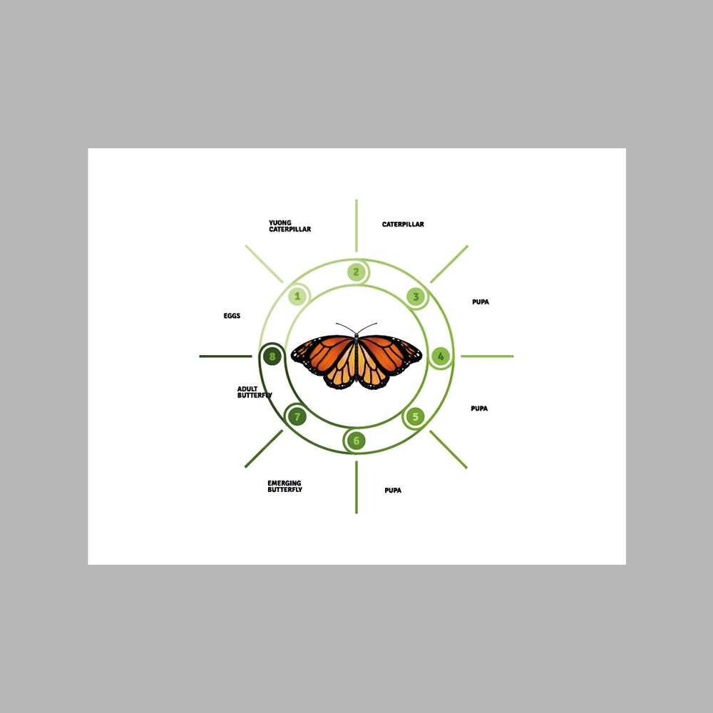 Butterfly Life Cycle