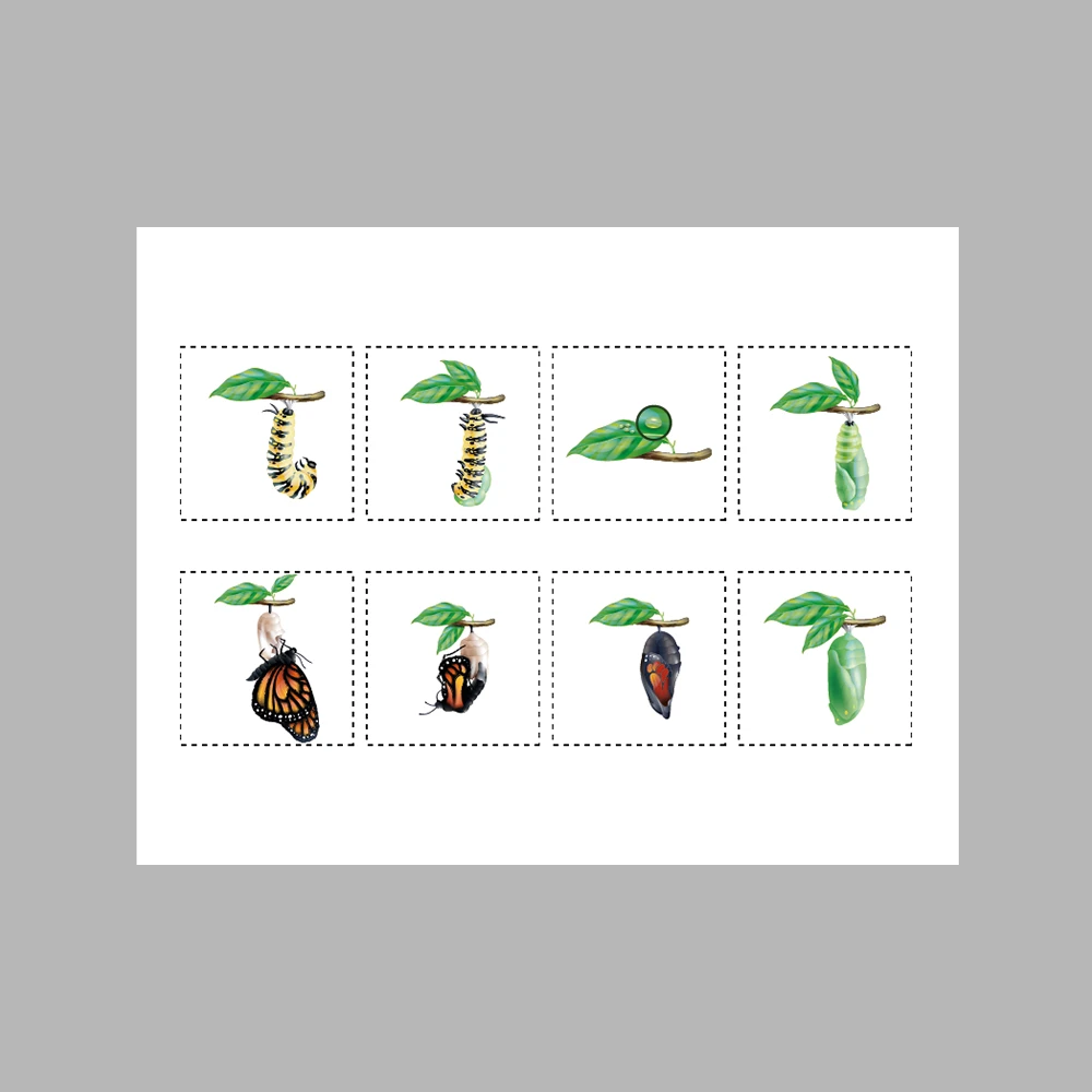 Butterfly Life Cycle