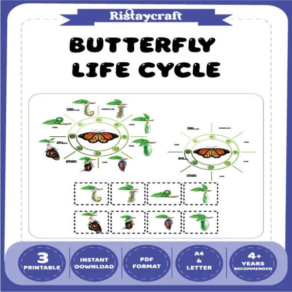 Butterfly Life Cycle