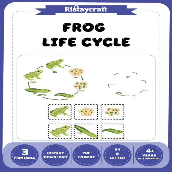 Frog Life Cycle
