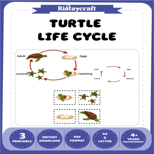 Turtle Life Cycle
