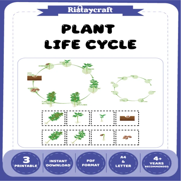 Plant Life Cycle