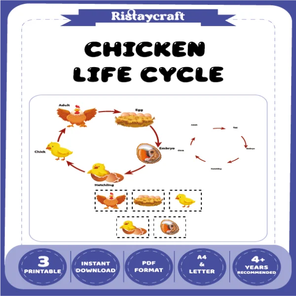 Chicken Life Cycle