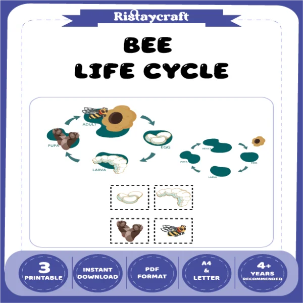 Bee Life Cycle