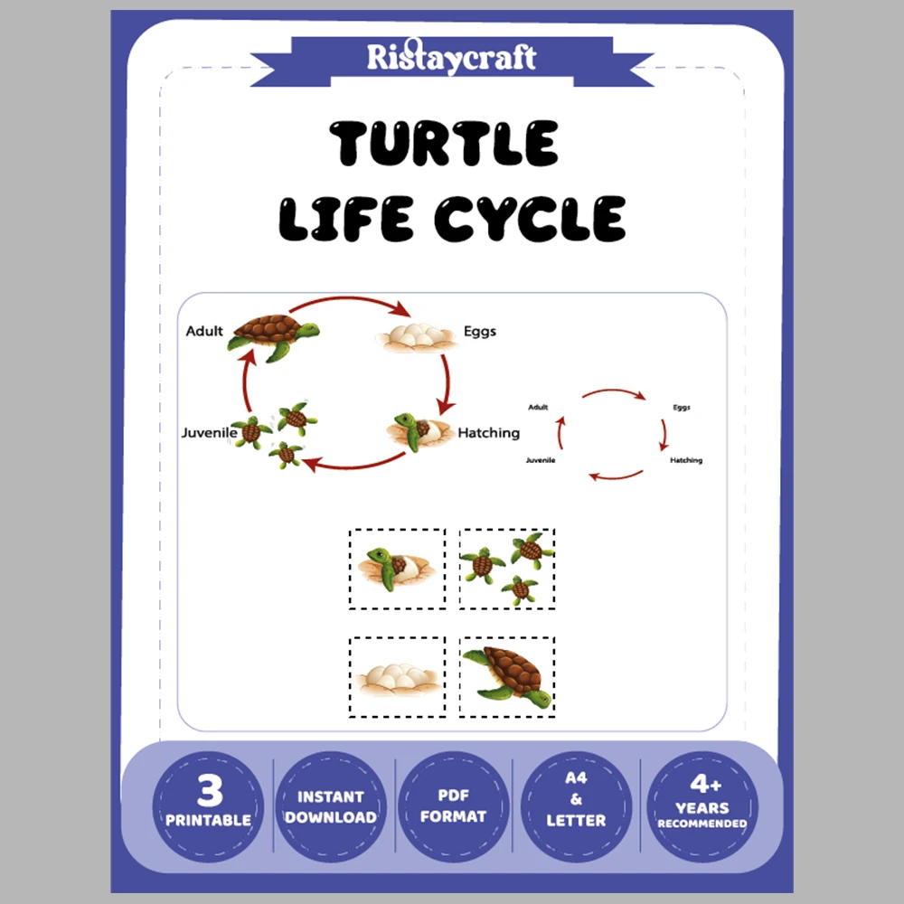 Turtle Life Cycle