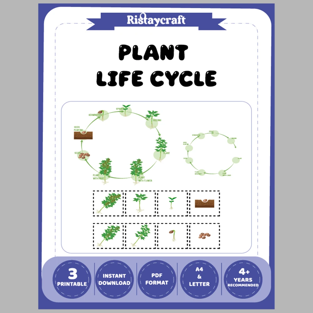 Plant Life Cycle