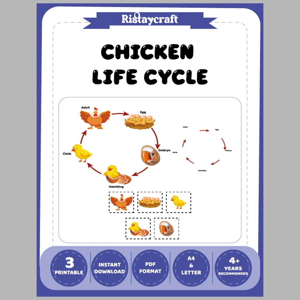 Chicken Life Cycle