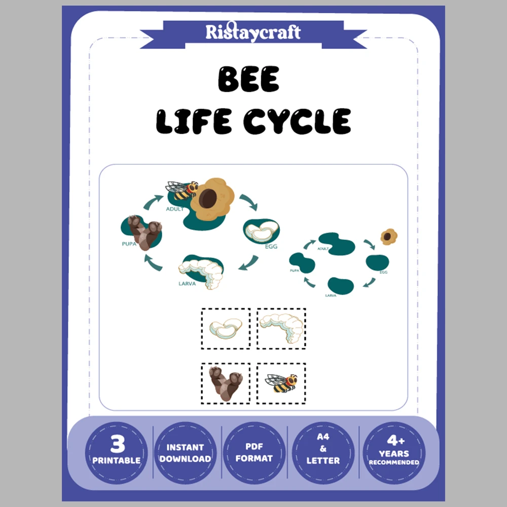 Bee Life Cycle