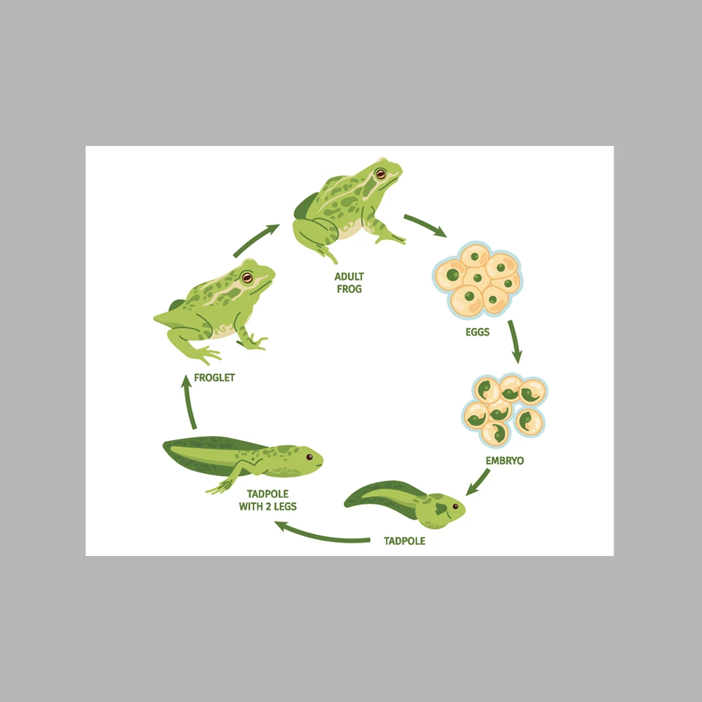 Frog Life Cycle