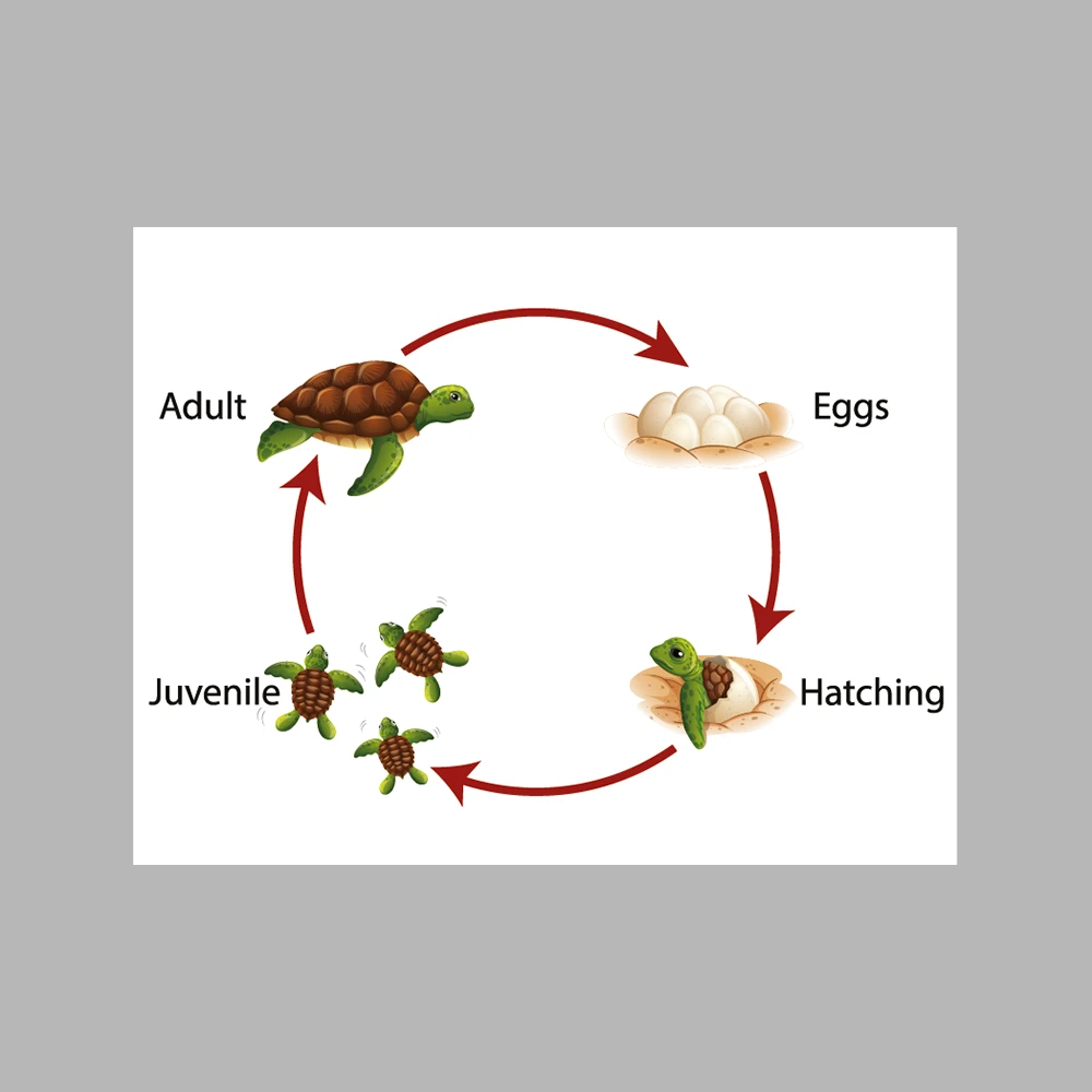 Turtle Life Cycle