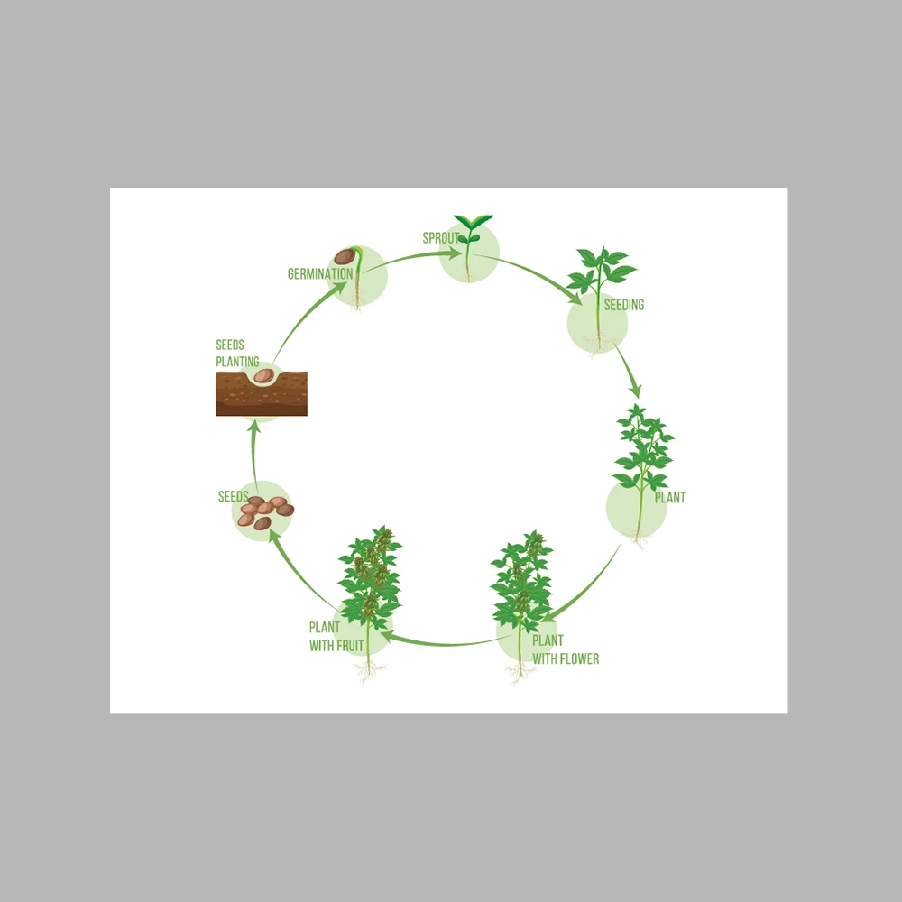 Plant Life Cycle