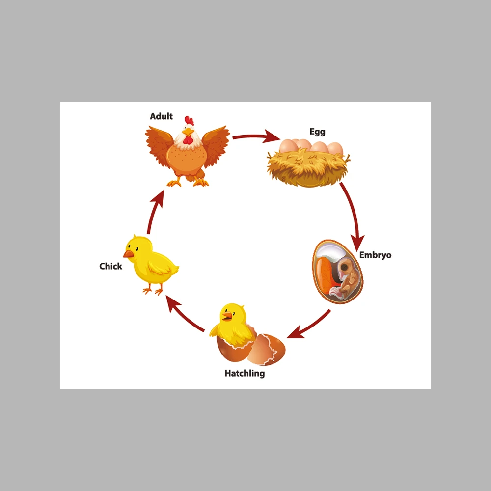 Chicken Life Cycle
