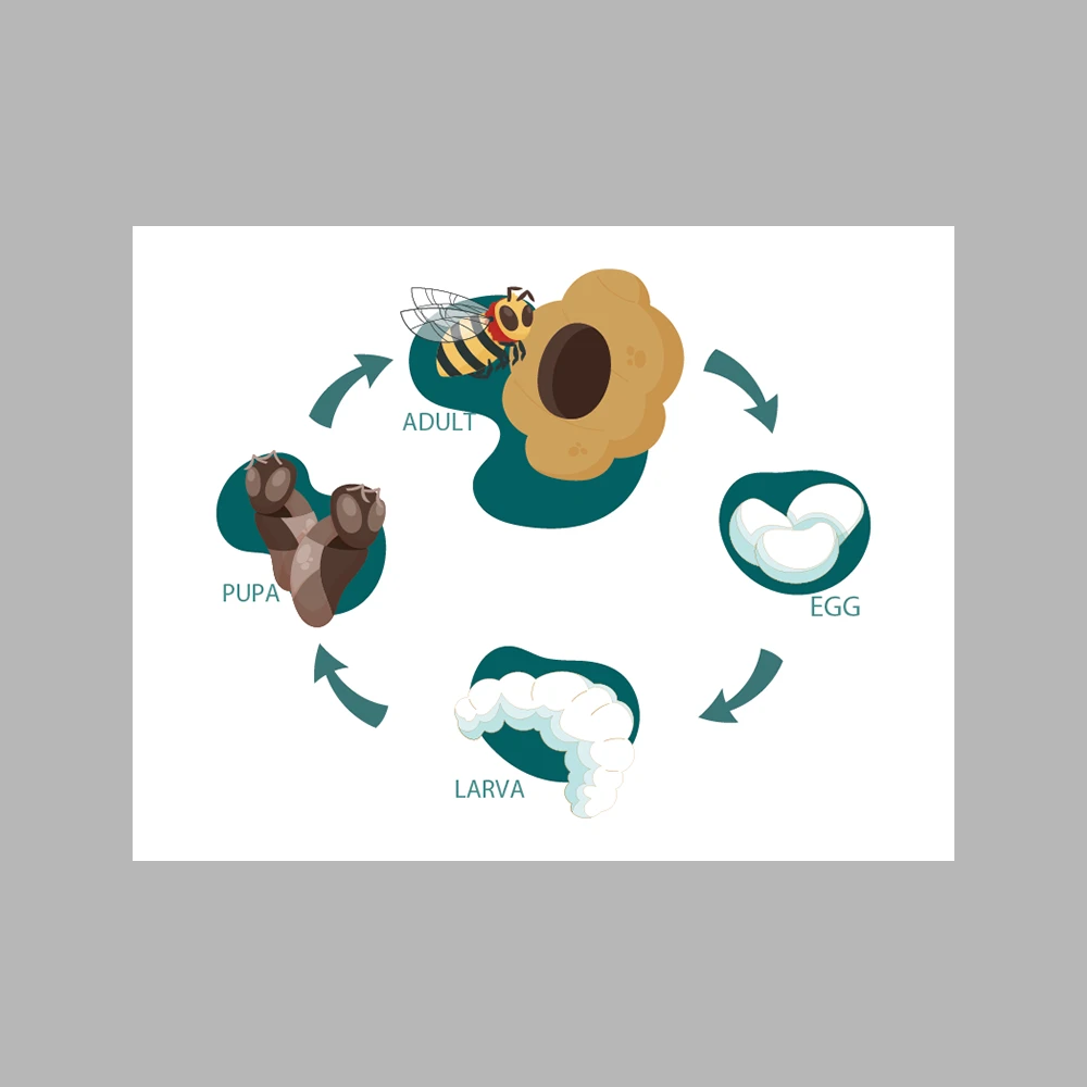 Bee Life Cycle