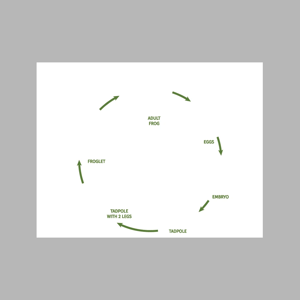 Frog Life Cycle