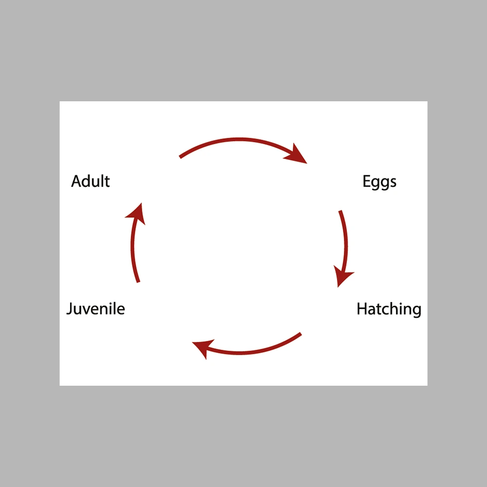 Turtle Life Cycle