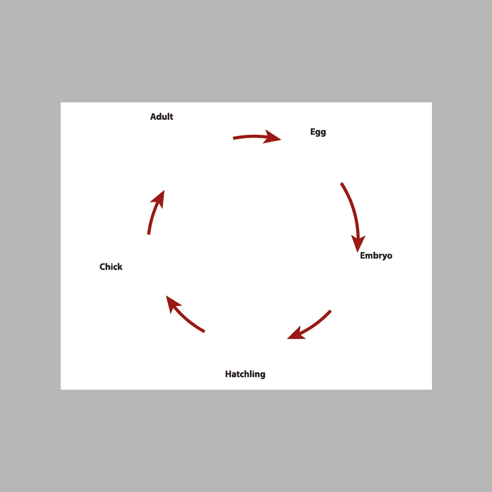 Chicken Life Cycle