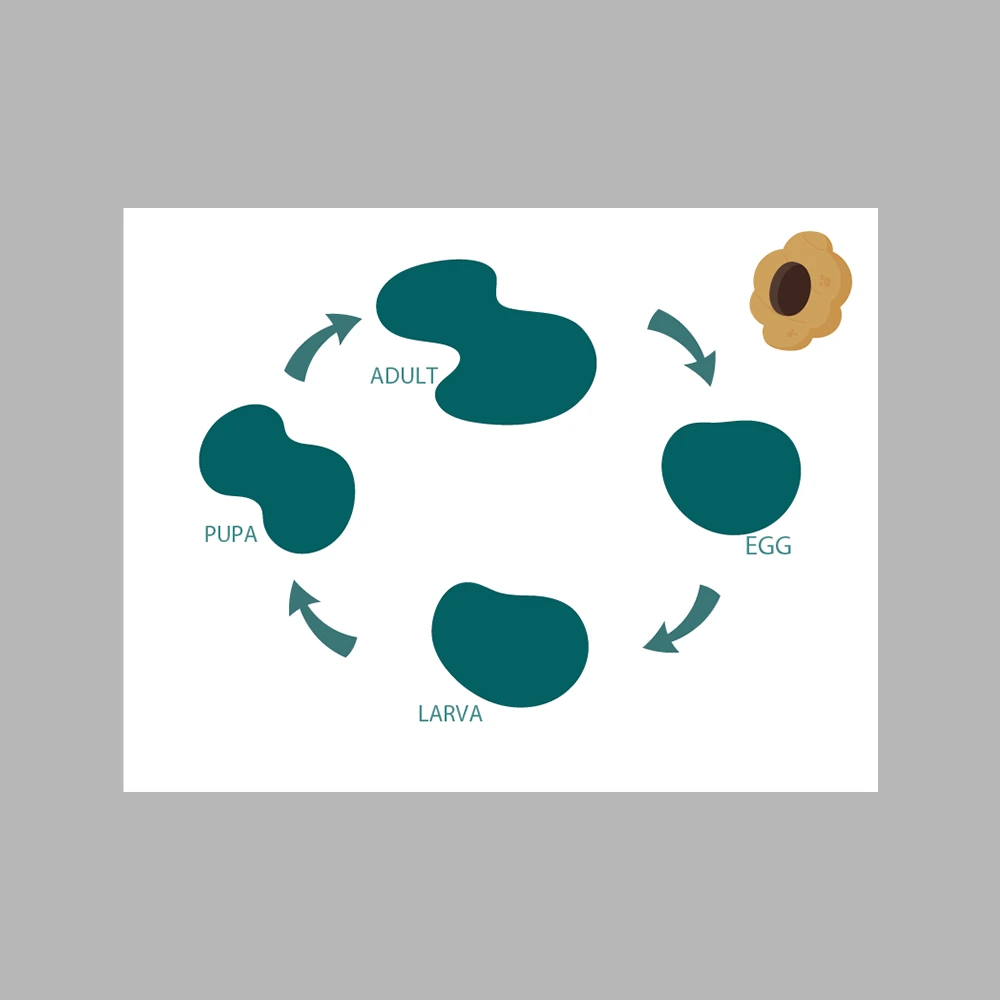 Bee Life Cycle