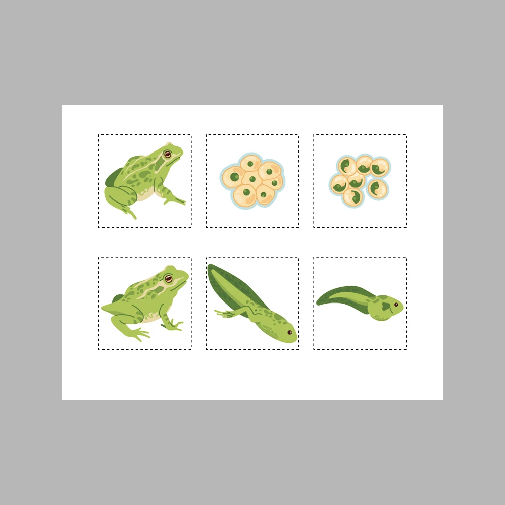 Frog Life Cycle