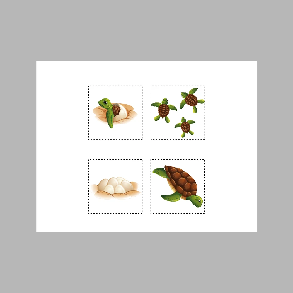Turtle Life Cycle