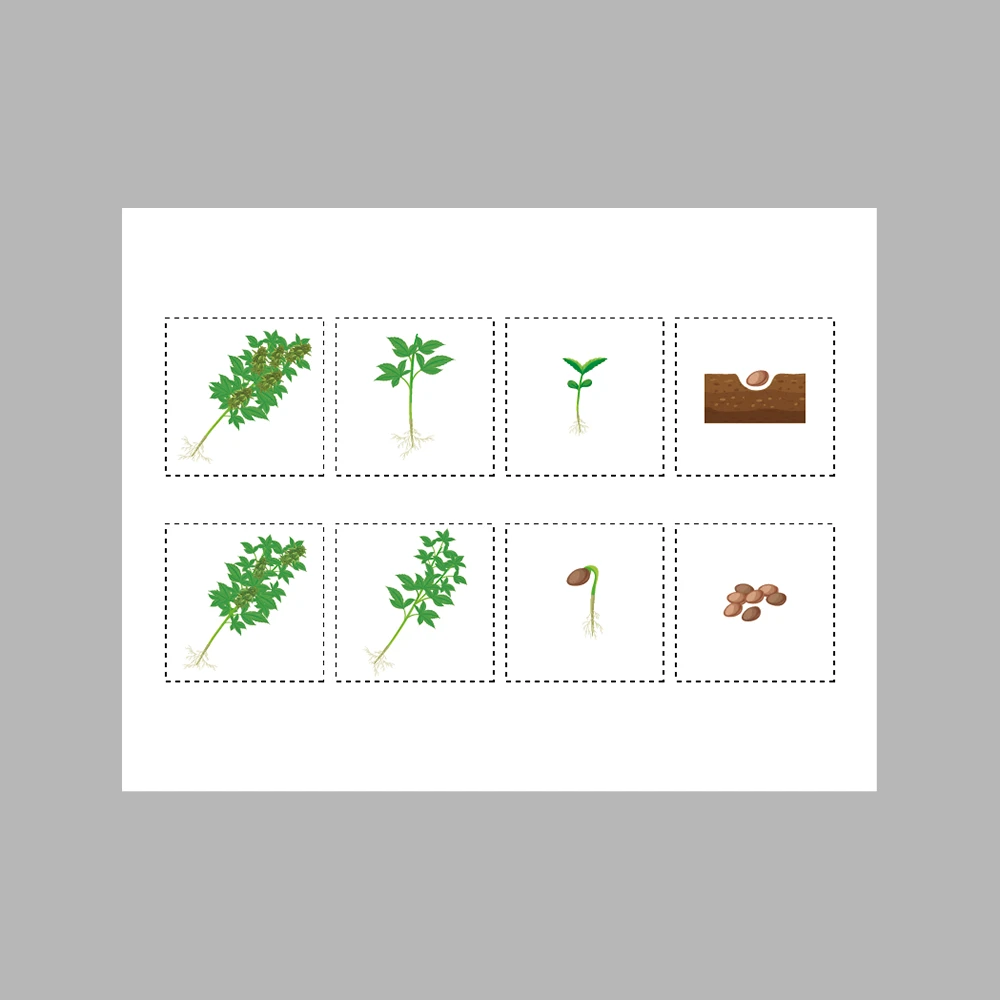 Plant Life Cycle