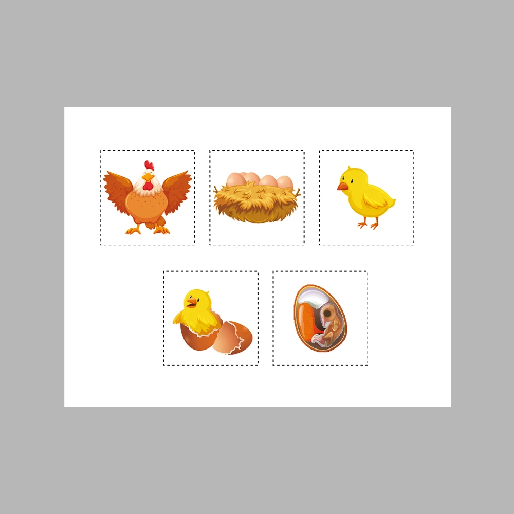 Chicken Life Cycle